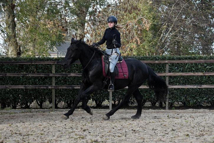 UNIEK! TOP brave en lieve MURGESE ruin, Dieren en Toebehoren, Paarden, Ruin, B, 160 tot 165 cm, 3 tot 6 jaar, Recreatiepaard, Met stamboom
