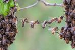Bijenvolk carnica, Dieren en Toebehoren