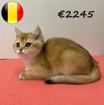 Chinchilla Gold - Britse Korthaar kitten te koop, Poes, Gechipt, 0 tot 2 jaar