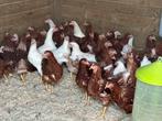 Bruine legkippen en witte leghorn, Dieren en Toebehoren, Pluimvee