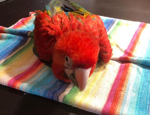 Tamme baby Ruby Ara met DNA en getest op alle ziektes, Dieren en Toebehoren, Vogels | Parkieten en Papegaaien, Papegaai, Tam, Geringd