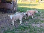 Schaap, ooi Lammers, Dieren en Toebehoren, Schapen, Geiten en Varkens, Schaap