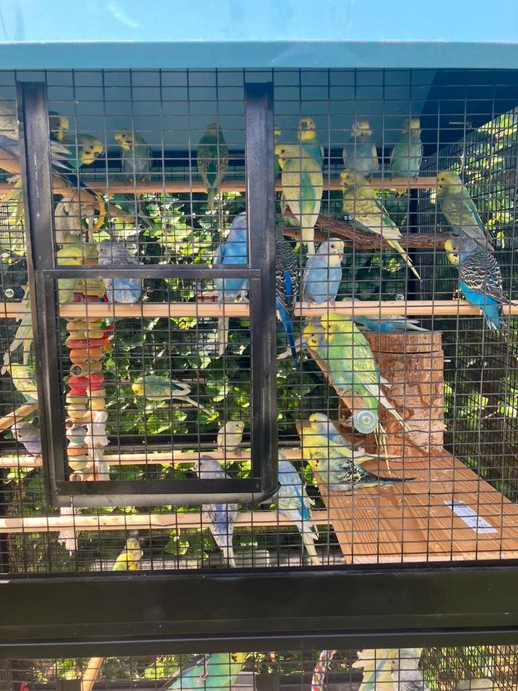 REGENBOOG GRASPARKIETJES NU 18 EURO/KOPPEL, Dieren en Toebehoren, Vogels | Parkieten en Papegaaien, Parkiet, Meerdere dieren