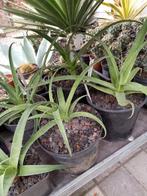 agave bracteosa, Tuin en Terras, Planten | Tuinplanten, Ophalen