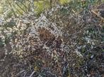 Sleedoorn planten, Ophalen