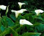 witte grote aronskelk, aronskelken, Tuin en Terras, Planten | Tuinplanten, Ophalen of Verzenden