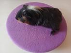 Sheltie beertje, Dieren en Toebehoren, Knaagdieren, Cavia, Mannelijk, Tam, September