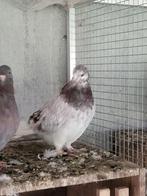 Duiven kruising krulduif en pauwstaart, Meerdere dieren, Overige soorten