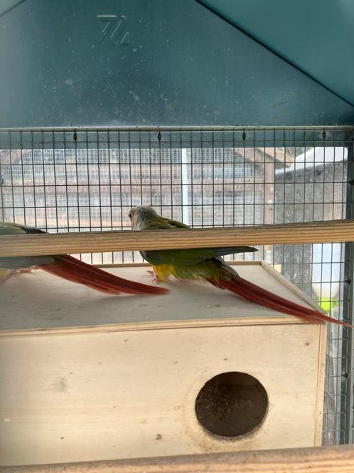 2 MOOIE PYRRHURA S MET OF ZONDER KOOI NU 100 EURO, Dieren en Toebehoren, Vogels | Parkieten en Papegaaien, Papegaai, Meerdere dieren