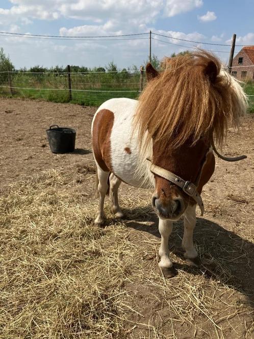 Shetland dekhengst, Dieren en Toebehoren, Paarden en Pony's | Dekhengsten en Fokmerries, Hengst