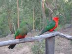 te koop australische koningsparkiet, Dieren en Toebehoren, Vogels | Parkieten en Papegaaien, Parkiet