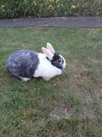 3 Troetelkonijntjes zoeken een nieuwe thuis., Dieren en Toebehoren, Meerdere dieren, Middelgroot, Hangoor