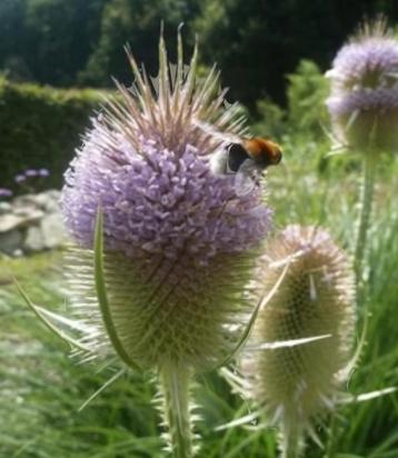 Biologische Grote Kaardebol zaden beschikbaar voor biedingen