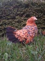 Gebaarde sabelpootkriel hennen/ hennentjes/ sabelhen, Dieren en Toebehoren, Vrouwelijk, Kip