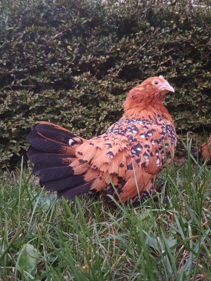 Gebaarde sabelpootkriel hennen/ hennentjes/ sabelhen, Dieren en Toebehoren, Pluimvee, Kip, Vrouwelijk