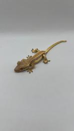 Gecko a crete lilly white, Dieren en Toebehoren, Reptielen en Amfibieën