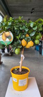 Citrus citroen 4 seizoenen, Ophalen