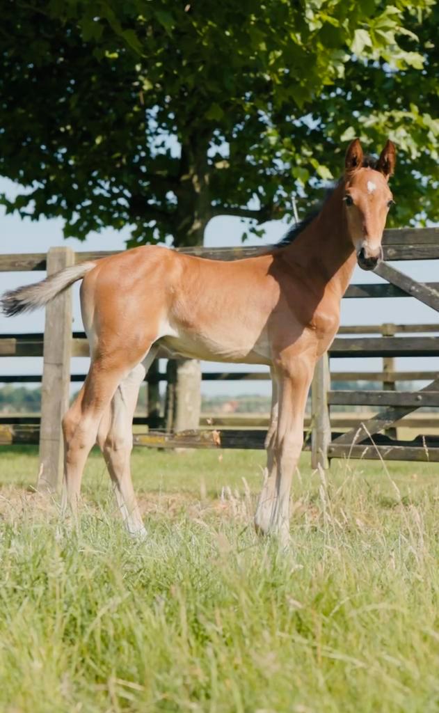 Modern gefokt hengstenveulen van Ultra Star JM, Dieren en Toebehoren, Paarden en Pony's | Dekhengsten en Fokmerries, Hengst