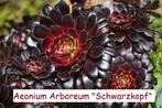 Aeonium arboreum "Schwarzkopf", Ophalen, Bloeit niet, Vaste plant