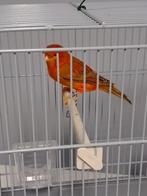 ZEER GOED FLUITENDE KLEURKANARIES met of zonder KOOI, Dieren en Toebehoren, Vogels | Kanaries, Meerdere dieren, Zangkanarie