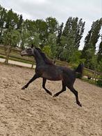 Prachtig Arabisch volbloed ruin, Dieren en Toebehoren, Paarden, Minder dan 160 cm, Gechipt, Ruin, 3 tot 6 jaar