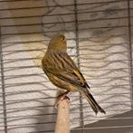 Kanarie man, Dieren en Toebehoren