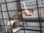 Kanaries, Dieren en Toebehoren, Meerdere dieren, Kleurkanarie
