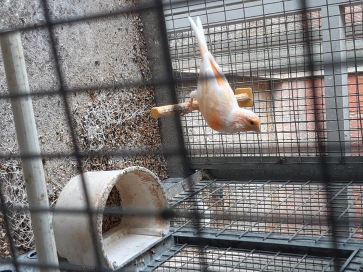 Kanaries, Dieren en Toebehoren, Vogels | Kanaries, Kleurkanarie, Meerdere dieren