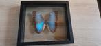 Taxidermie papillon bleu/Morpho Achille., Enlèvement ou Envoi