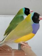 Diamantbeurs van Goulds, Dieren en Toebehoren, Vogels | Kanaries