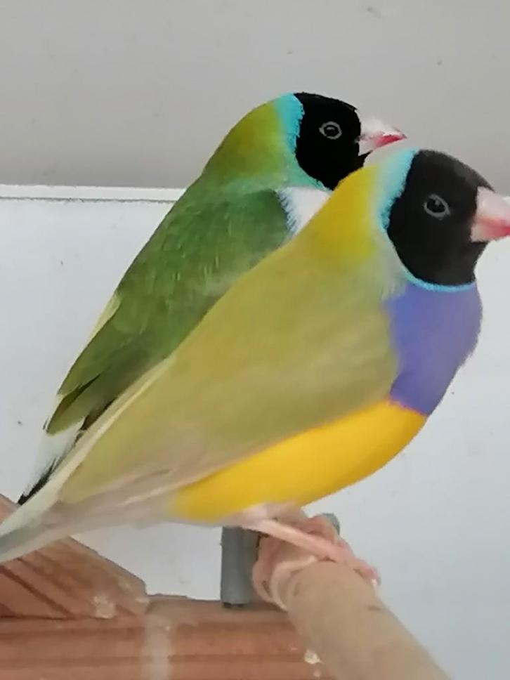 Diamantbeurs van Goulds, Dieren en Toebehoren, Vogels | Kanaries