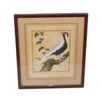 Gravure met een Chinese witte fazant