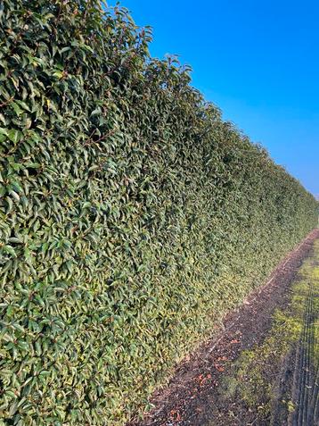 Prunus lusitanica Portugese laurier  beschikbaar voor biedingen