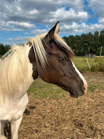 Paint jaarling hengst, Étalon