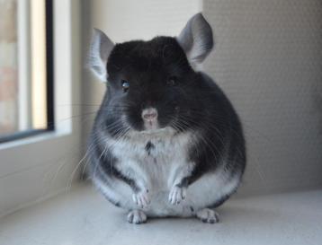 chinchilla 2 zusjes  beschikbaar voor biedingen
