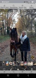 Te koop Spaans paard, Dieren en Toebehoren, Ophalen, Zo goed als nieuw