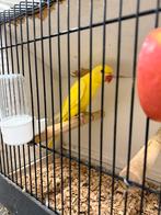 Lutino halsband parkiet, Dieren en Toebehoren, Vogels | Parkieten en Papegaaien, Mannelijk, Parkiet, Geringd