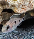 Copadichromis Mloto malawi cichliden, Vis, Zoetwatervis