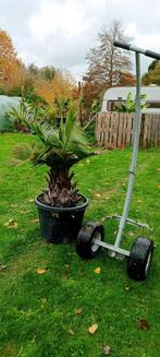 Jubaea Chilensis, Chileense wijnpalm, palmboom, Tuin en Terras, Ophalen of Verzenden, Palmboom