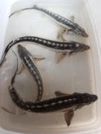 Albino steurs 30 35 cm 30€ 3 voor 80€, Dieren en Toebehoren, Vissen | Vijvervissen