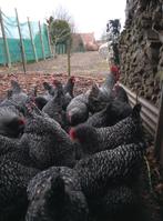 Broedeieren Mechelse koekoek, Dieren en Toebehoren