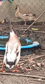 Broedeieren Indische loopeend, Dieren en Toebehoren, Meerdere dieren, Eend
