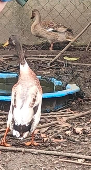 Broedeieren Indische loopeend, Dieren en Toebehoren, Pluimvee, Meerdere dieren, Eend