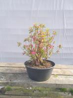 Bonsai, azalea japonica, Enlèvement
