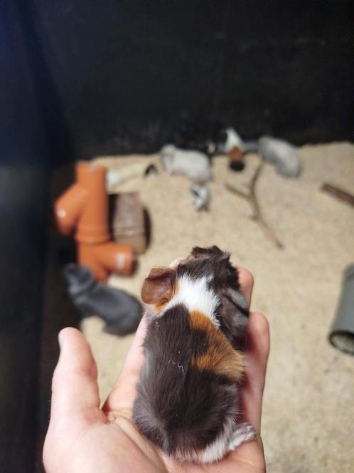 Peruvian cavias, Dieren en Toebehoren, Knaagdieren, Cavia, Juni