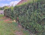 Leylandii 27 stuks, Tuin en Terras, Planten | Struiken en Hagen, Ophalen