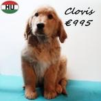 Marius, Clovis et Marcel - Adorables chiots Golden Retriever, 15 semaines à 1 an, Golden retriever, Chien (mâle), Plusieurs