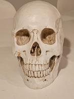 JHubers Goods - Menselijke Schedel Model, Antiek en Kunst, Antiek | Schoolplaten, Ophalen of Verzenden