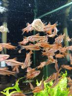 Hobbyaquarium Sherry Barbeel / Puntius Titteya, Poisson, Poisson d'eau douce, Banc de poissons