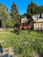Shetland merrie, Dieren en Toebehoren, Pony's, Merrie